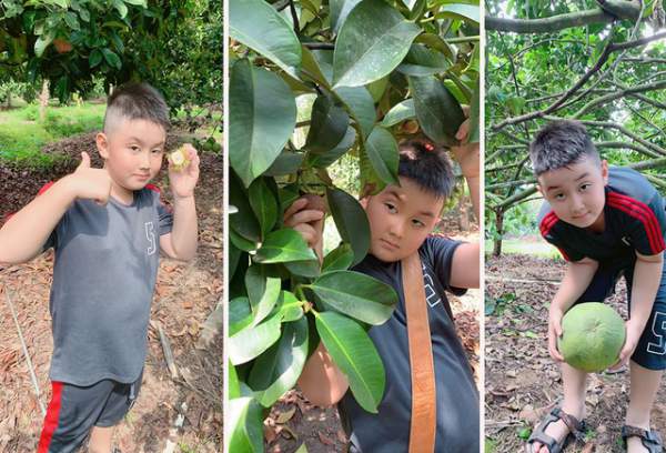 Vườn trái cây trĩu quả của gia đình diễn viên Lê Phương ở Tây Ninh 5