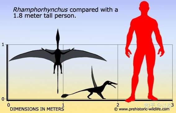 Rhamphorhynchus: Loài thằn lằn bay "tí hon" sở hữu hàm răng của tử thần 2