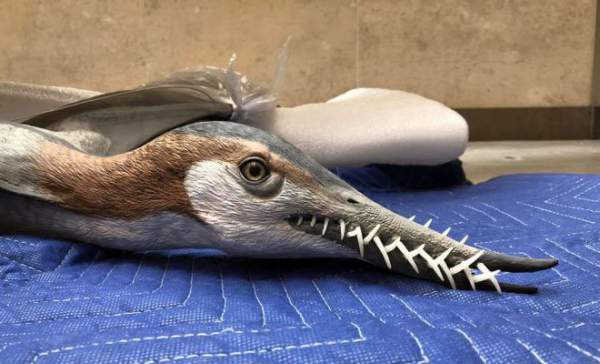 Rhamphorhynchus: Loài thằn lằn bay "tí hon" sở hữu hàm răng của tử thần 3