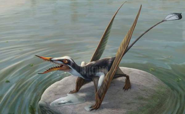 Rhamphorhynchus: Loài thằn lằn bay "tí hon" sở hữu hàm răng của tử thần 5