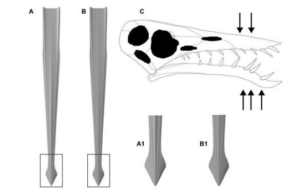 Rhamphorhynchus: Loài thằn lằn bay "tí hon" sở hữu hàm răng của tử thần 10
