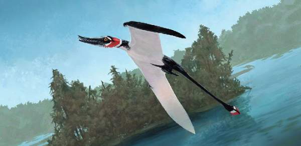 Rhamphorhynchus: Loài thằn lằn bay "tí hon" sở hữu hàm răng của tử thần 4