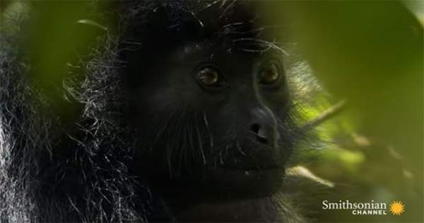 Bí ẩn về loài khỉ sống ở nơi gần như con người không thể đặt chân tới