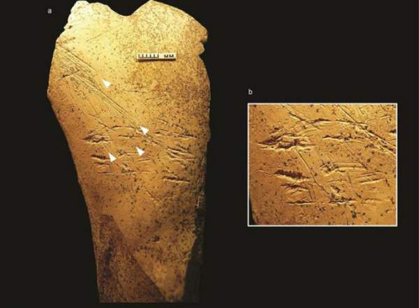 Phát hiện công cụ 500.000 năm tuổi bằng xương ngựa 2