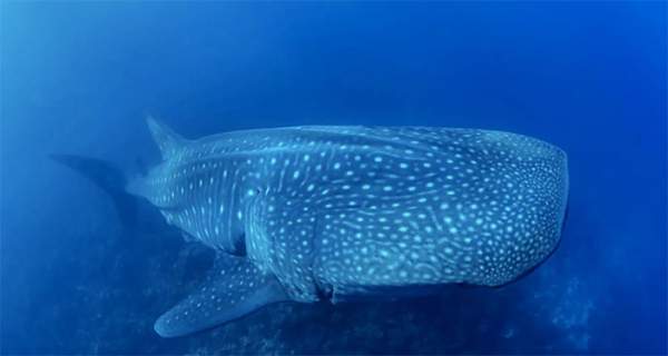 Cá mập voi khổng lồ sinh con như thế nào?