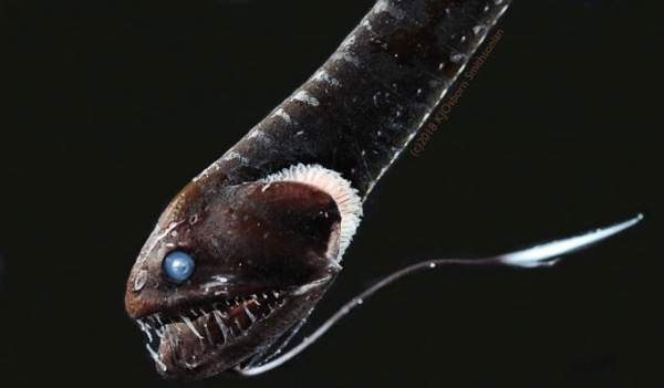 Giải mã được các loài cá siêu đen sống ở nơi sâu nhất đại dương