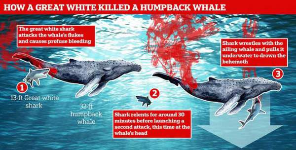 Lần đầu tiên trong lịch sử ghi lại cảnh cá mập trắng khổng lồ hạ gục cá voi: Cách ra tay cực tàn nhẫn! 2