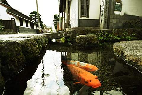 Chứng minh độ sạch của cống rãnh, Nhật Bản nuôi cá Koi thành từng đàn dưới làn nước cống trong vắt 4