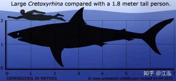 Cretoxyrhina: Loài cá mập thời tiền sử còn đáng sợ hơn cả Megalodon 3