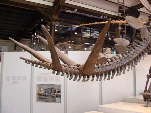 Top 9 loài khủng long nguy hiểm nhất thời tiền sử, khủng long bạo chúa vẫn còn hiền chán 5