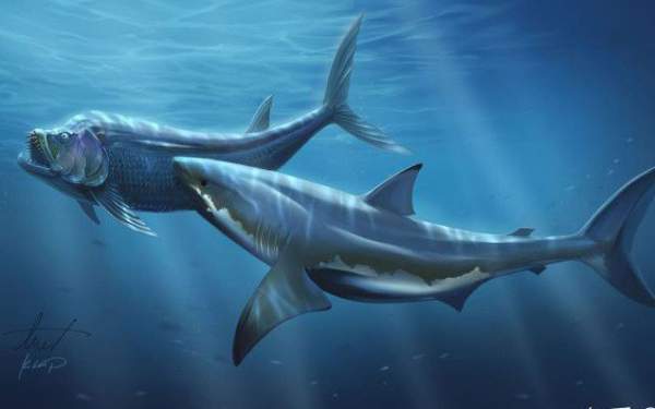 Cretoxyrhina: Loài cá mập thời tiền sử còn đáng sợ hơn cả Megalodon 10