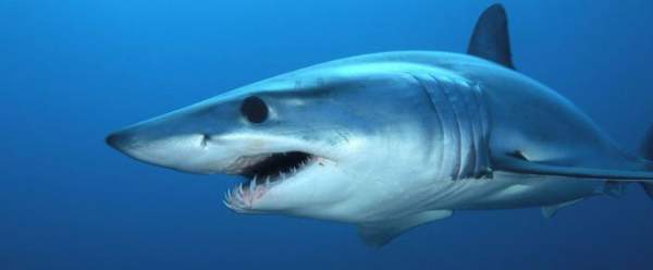 Cretoxyrhina: Loài cá mập thời tiền sử còn đáng sợ hơn cả Megalodon 4