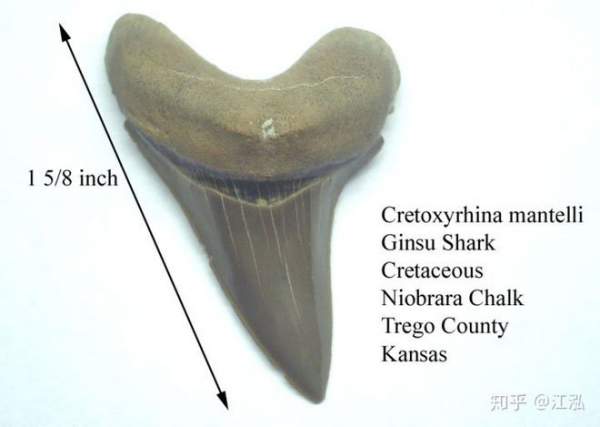 Cretoxyrhina: Loài cá mập thời tiền sử còn đáng sợ hơn cả Megalodon 5