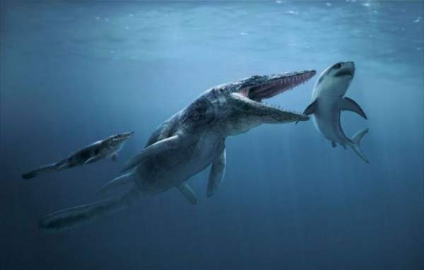 Cretoxyrhina: Loài cá mập thời tiền sử còn đáng sợ hơn cả Megalodon 9