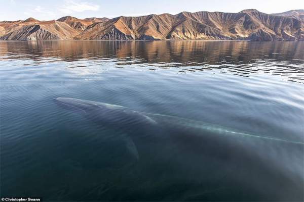 Cá voi khổng lồ qua ống kính của thợ lặn hải quân Hoàng gia Anh 7