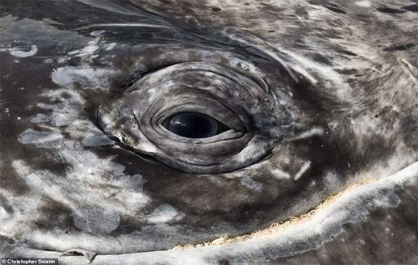 Cá voi khổng lồ qua ống kính của thợ lặn hải quân Hoàng gia Anh 3