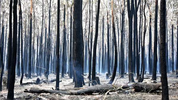 Thảm họa cháy rừng ở Australia qua những con số 2