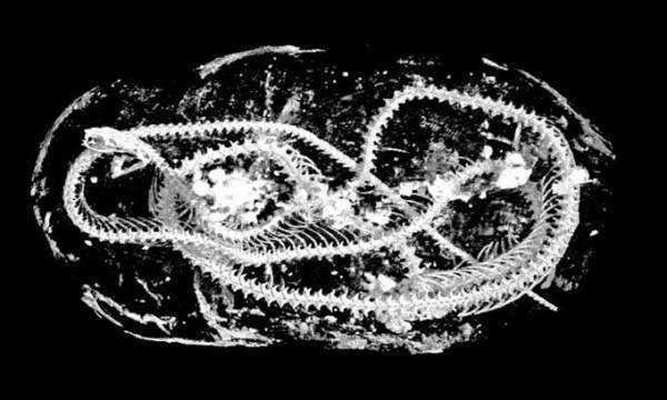 Tìm thấy xác ướp rắn hổ mang hơn 1.000 năm tuổi 2