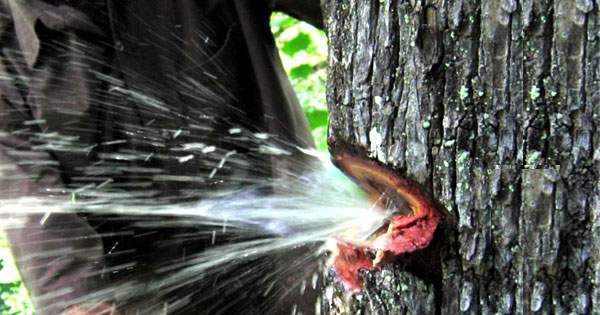 Nước bắn tung toé từ thân cây như vòi mở van tại Ấn Độ gây sốt mạng xã hội 1