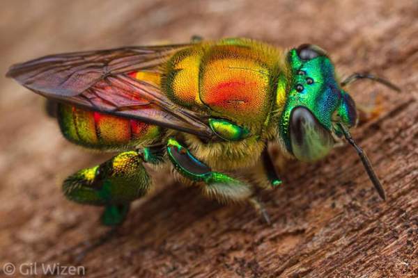 Ong phong lan, loài vật "màu mè" nhất trong thế giới côn trùng nhưng lại không biết làm mật 3