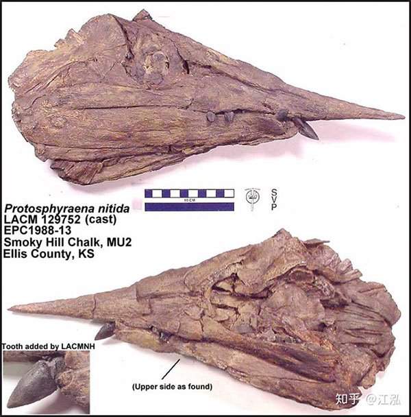 Phát hiện loài "cá kiếm" cổ đại với hàm răng sắc nhọn ngoại cỡ 3