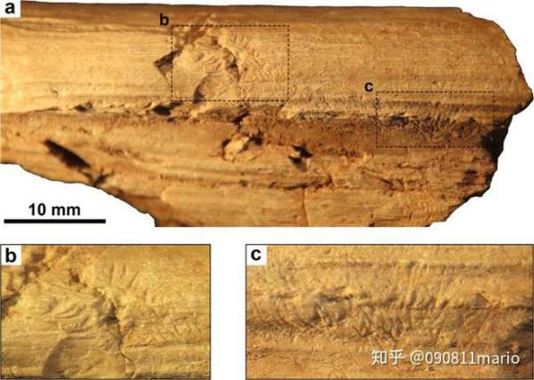 Tìm thấy dấu vết của động vật có vú trên hóa thạch của loài khủng long Mamenchisaurus 3