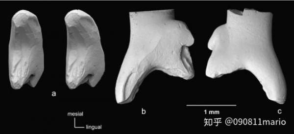 Tìm thấy dấu vết của động vật có vú trên hóa thạch của loài khủng long Mamenchisaurus 6