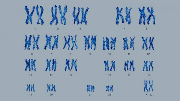 Tại sao hầu hết loài người lại có 23 cặp nhiễm sắc thể? 2