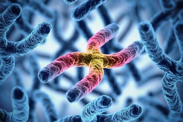 Tại sao hầu hết loài người lại có 23 cặp nhiễm sắc thể? 1