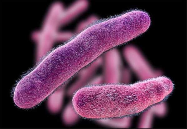 7 loại vi khuẩn phổ biến gây ngộ độc 1