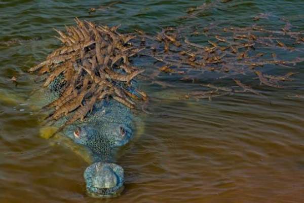 Khoảnh khắc thú vị: Cá sấu bố cõng trăm con trên lưng