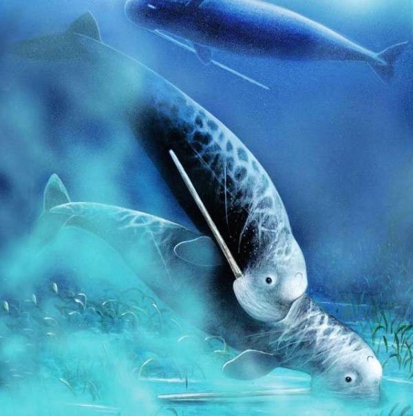 Odobenocetops: Loài cá voi kỳ lạ có cặp ngà bên dài bên ngắn 4
