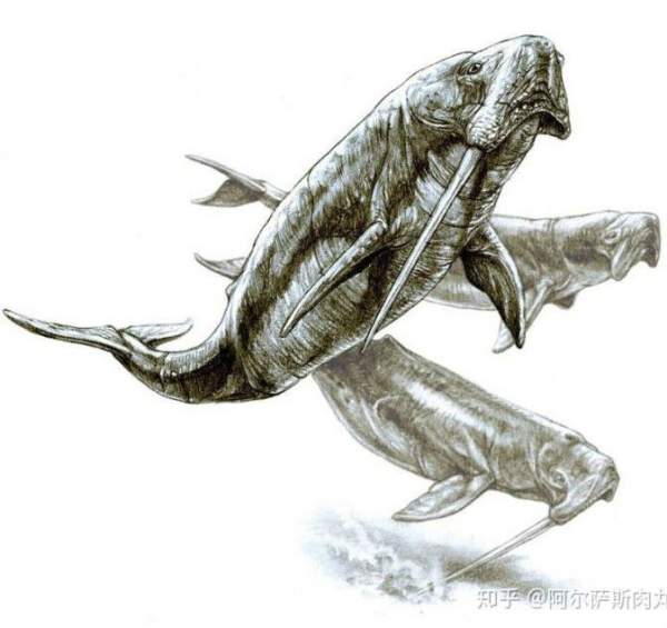 Odobenocetops: Loài cá voi kỳ lạ có cặp ngà bên dài bên ngắn 1