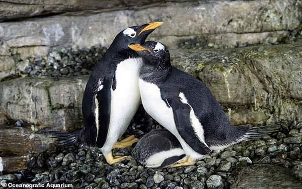 Hạnh phúc vỡ òa với cặp đôi chim cánh cụt đồng tính lần đầu được làm cha mẹ