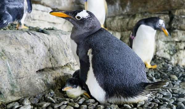 Hạnh phúc vỡ òa với cặp đôi chim cánh cụt đồng tính lần đầu được làm cha mẹ 3