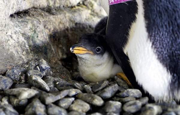 Hạnh phúc vỡ òa với cặp đôi chim cánh cụt đồng tính lần đầu được làm cha mẹ 2