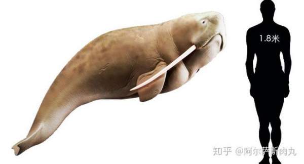 Odobenocetops: Loài cá voi kỳ lạ có cặp ngà bên dài bên ngắn 2
