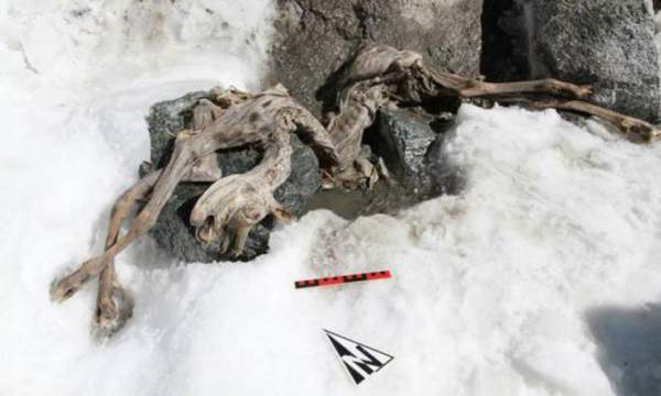 Phát hiện xác ướp sơn dương đóng băng 400 năm trên núi