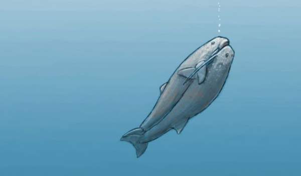 Odobenocetops: Loài cá voi kỳ lạ có cặp ngà bên dài bên ngắn 7