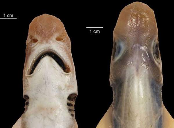 Lần đầu phát hiện cá mập không có da và răng