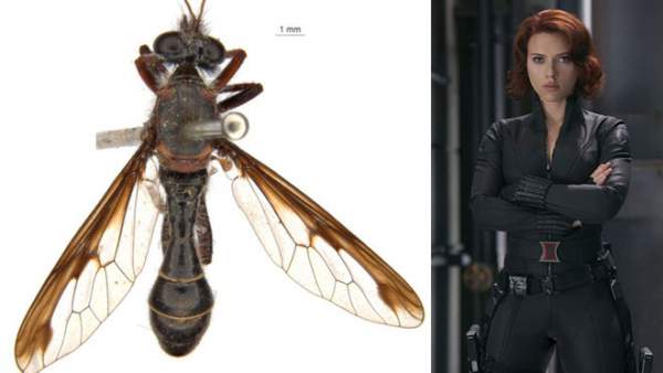 Phát hiện 5 loài ruồi sát thủ mới, đặt tên theo vũ trụ điện ảnh Marvel 3