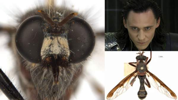 Phát hiện 5 loài ruồi sát thủ mới, đặt tên theo vũ trụ điện ảnh Marvel 4