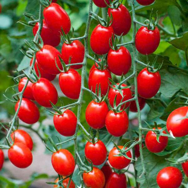 Cà chua là trái cây hay rau củ? Câu hỏi nhiều khi gây rất nhiều tranh cãi 3