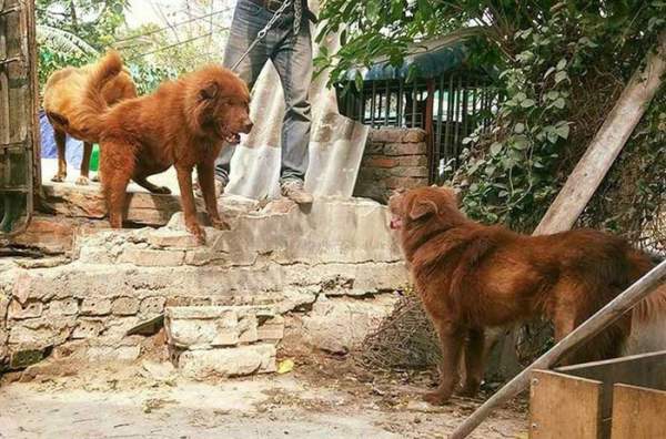 "Tứ đại quốc khuyển" của Việt Nam gồm những giống chó quý hiếm nào? 2