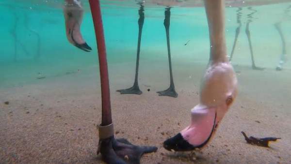 Thú vị cách chim hồng hạc kiếm ăn dưới nước được hé lộ thông qua camera giấu kín dưới nước 1
