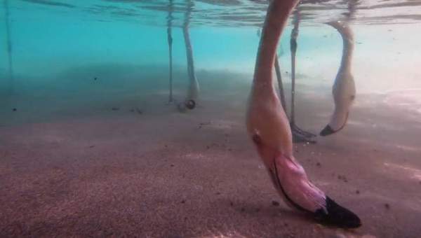 Thú vị cách chim hồng hạc kiếm ăn dưới nước được hé lộ thông qua camera giấu kín dưới nước 2