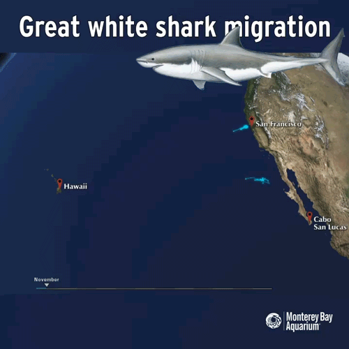 Đây là sinh vật biển chỉ cần bơi ngang cũng khiến cá mập trắng lớn sợ hãi mà "chạy mất dép” 3