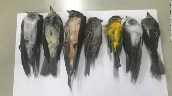 Hàng trăm nghìn con chim di cư chết bí ẩn ở Mỹ 1