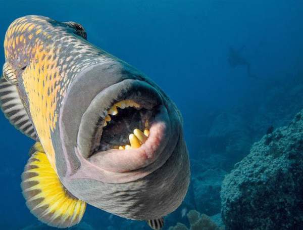 Đói ăn, cá sống dưới đại dương phải nhảy lên bờ để săn mồi