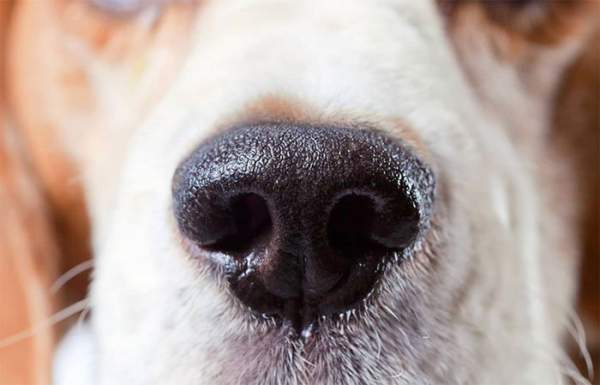 Tại sao mũi của loài chó thường ướt và lợi ích của chúng là gì? 2